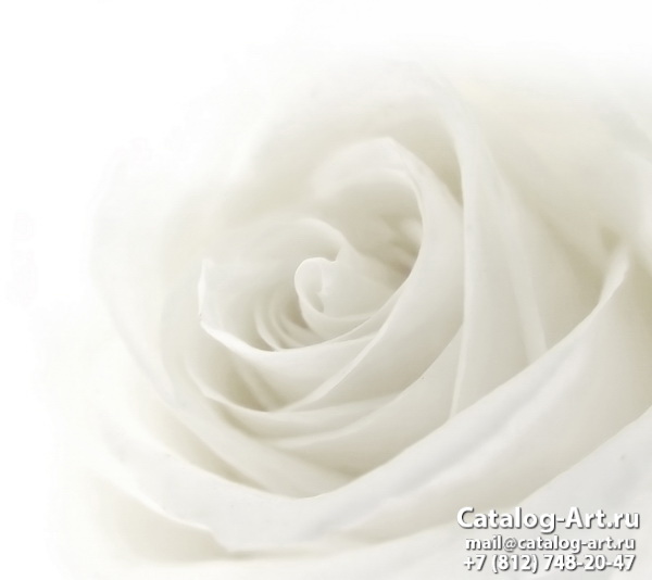 White roses 16